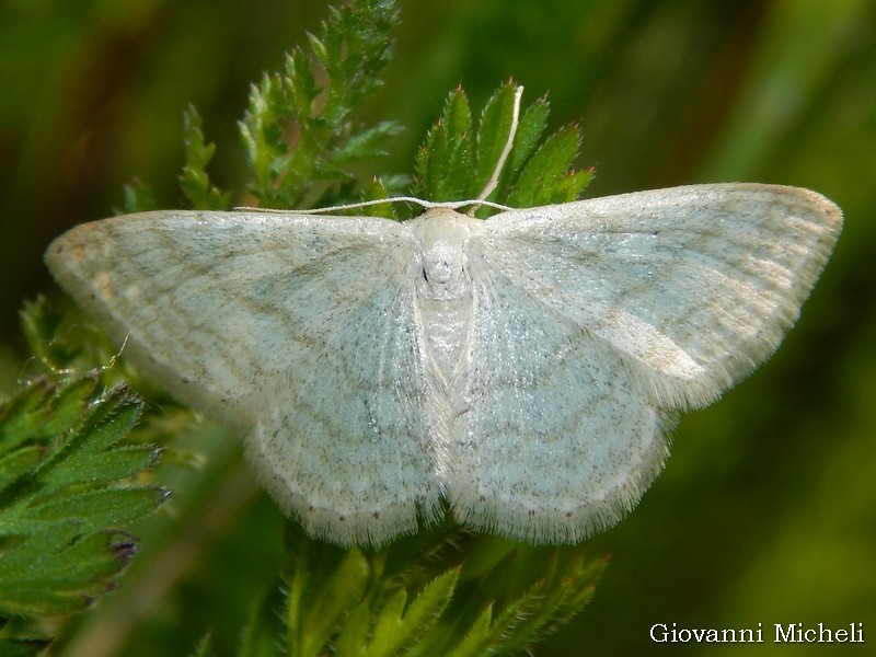 Idaea subsericeata?  S !